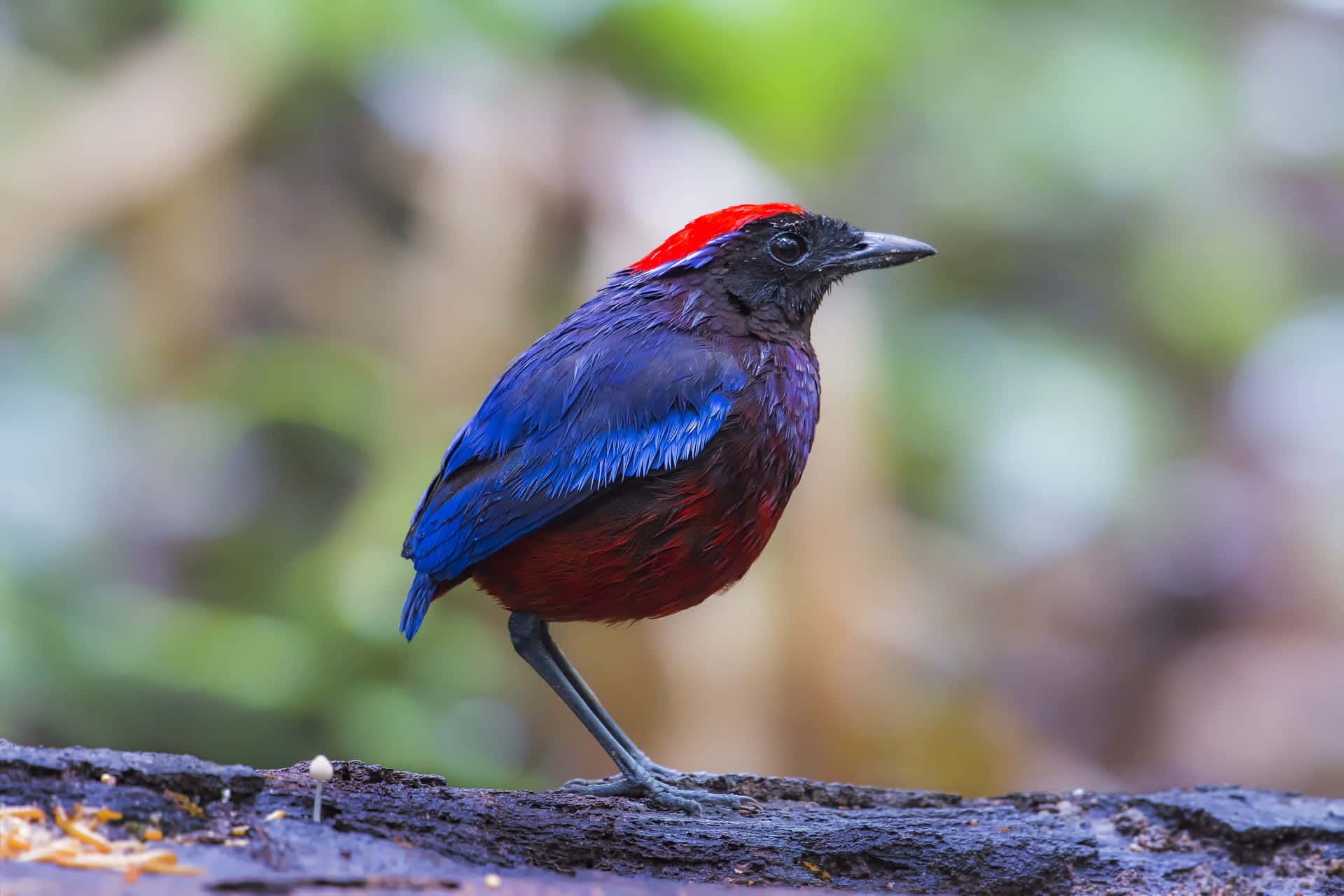 Vibrant Red Capped Thrush Bird Wallpaper