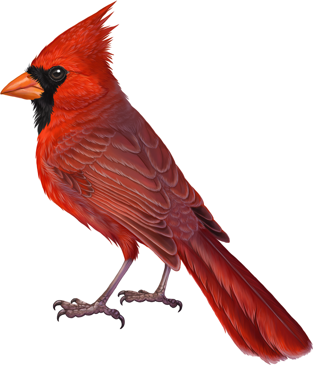 Vibrant Red Cardinal Bird PNG