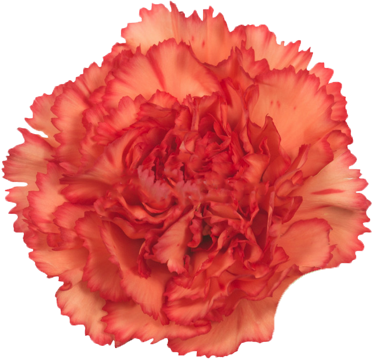 Vibrant Red Carnation Flower.png PNG