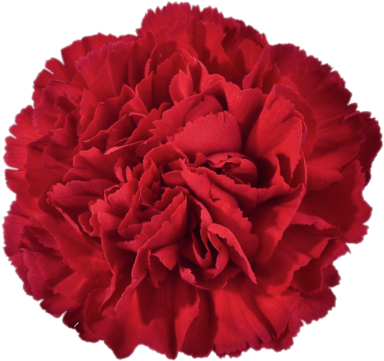 Vibrant Red Carnation Flower PNG