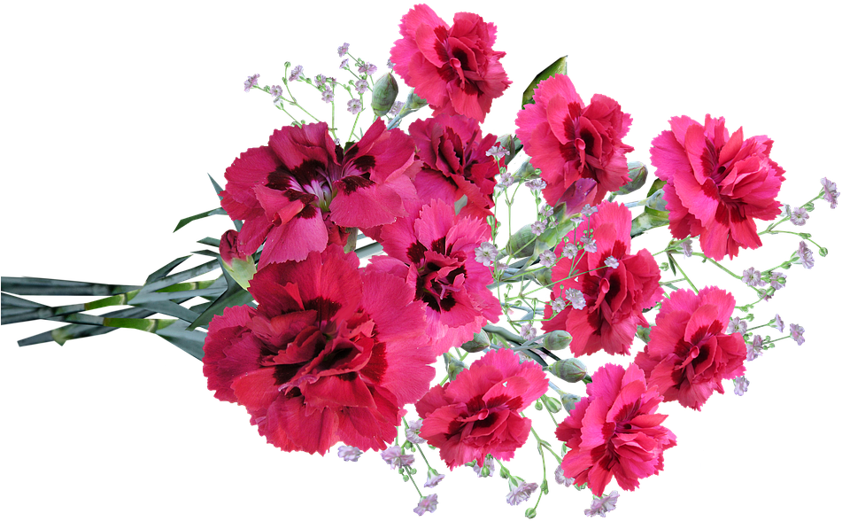 Vibrant Red Carnations Bouquet PNG