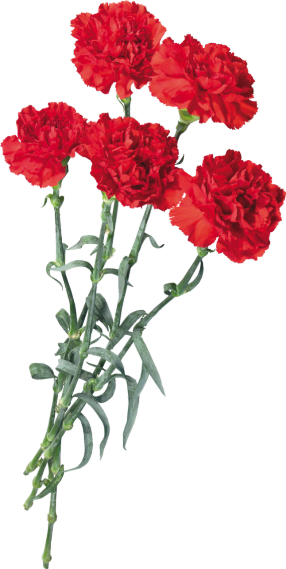 Download Vibrant Red Carnations Bouquet | Wallpapers.com