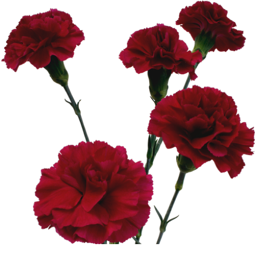 Vibrant Red Carnations Isolated PNG