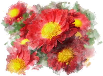 Vibrant Red Chrysanthemums PNG