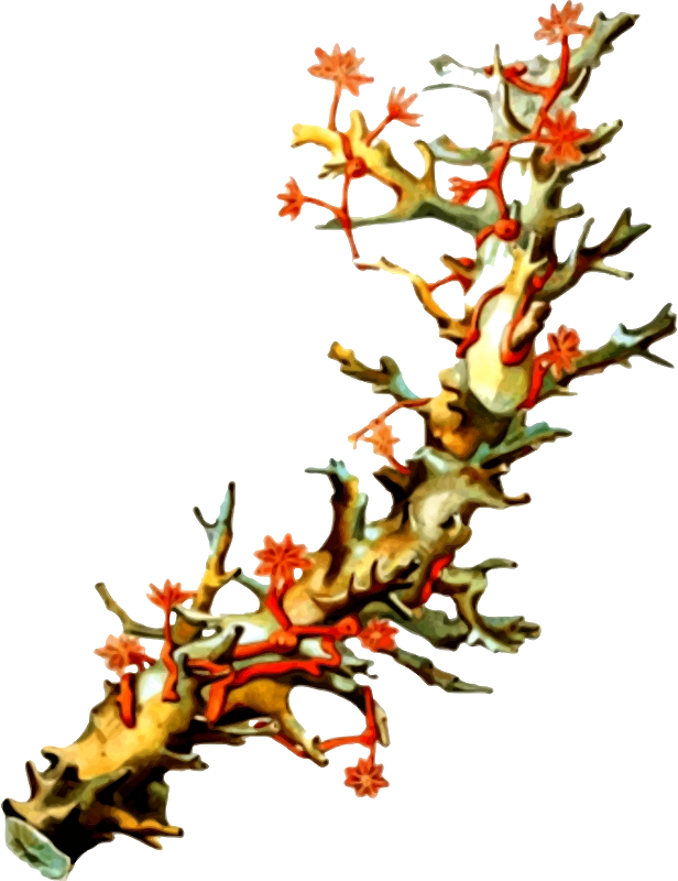 Vibrant Red Coral Branch PNG
