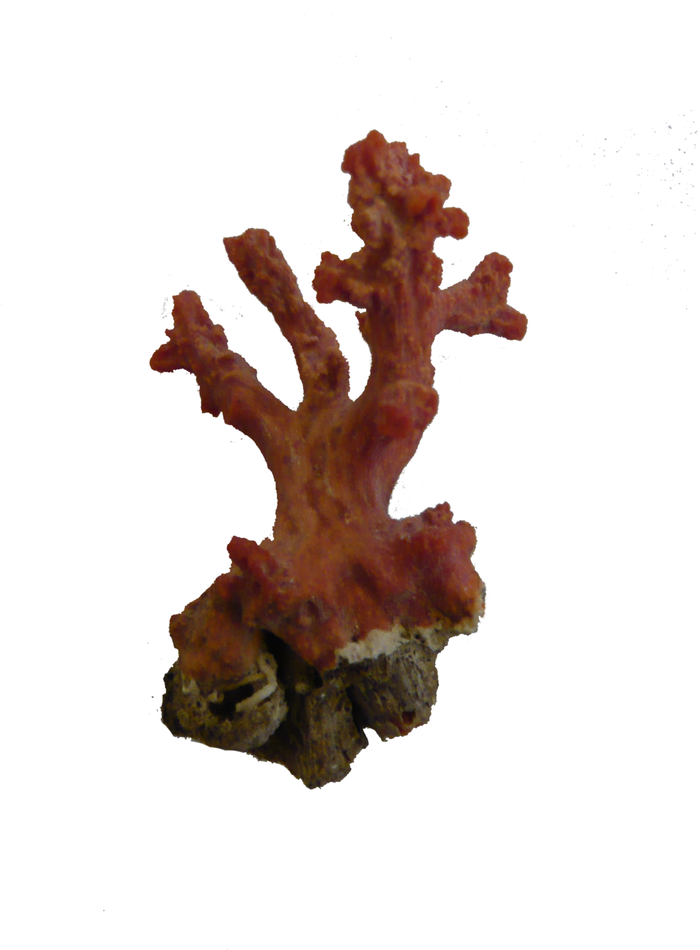 Vibrant Red Coral Specimen PNG