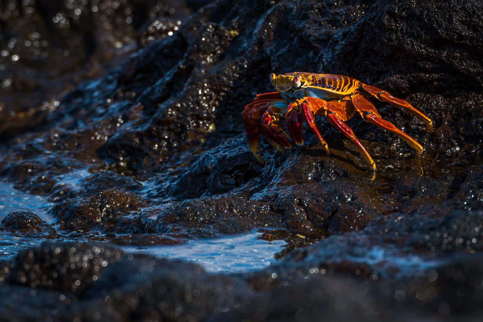 Vibrant_ Red_ Crab_on_ Rocks.jpg Wallpaper