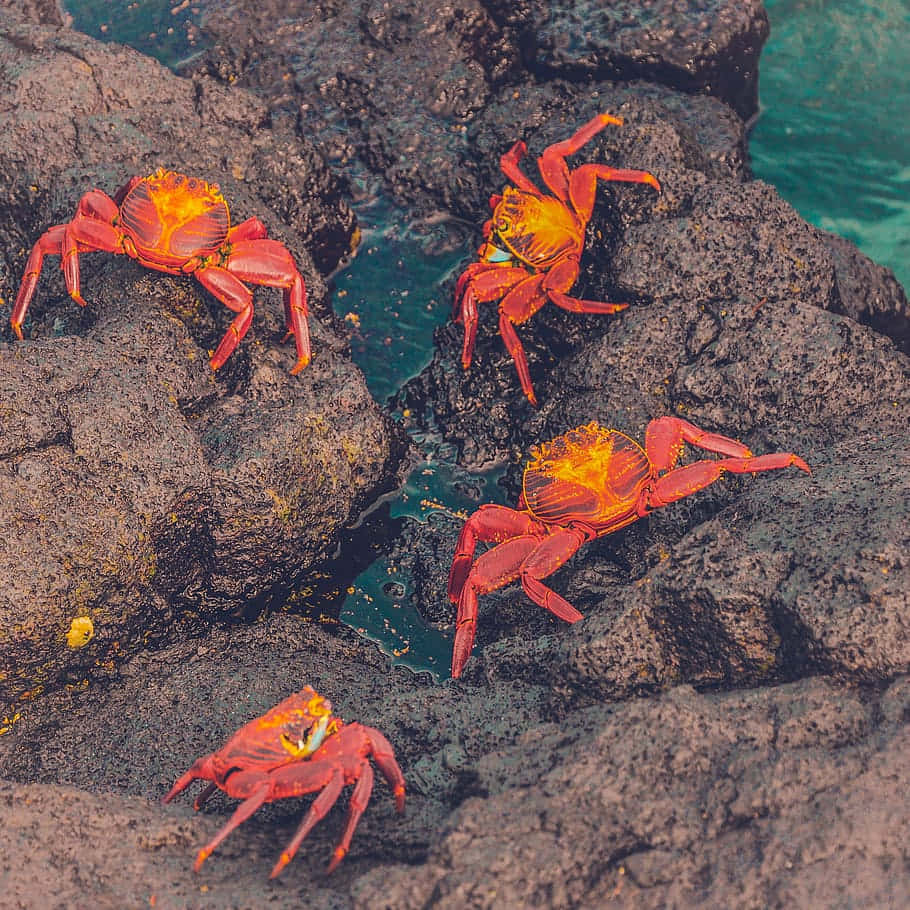 Vibrant_ Red_ Crabs_on_ Rocks Wallpaper