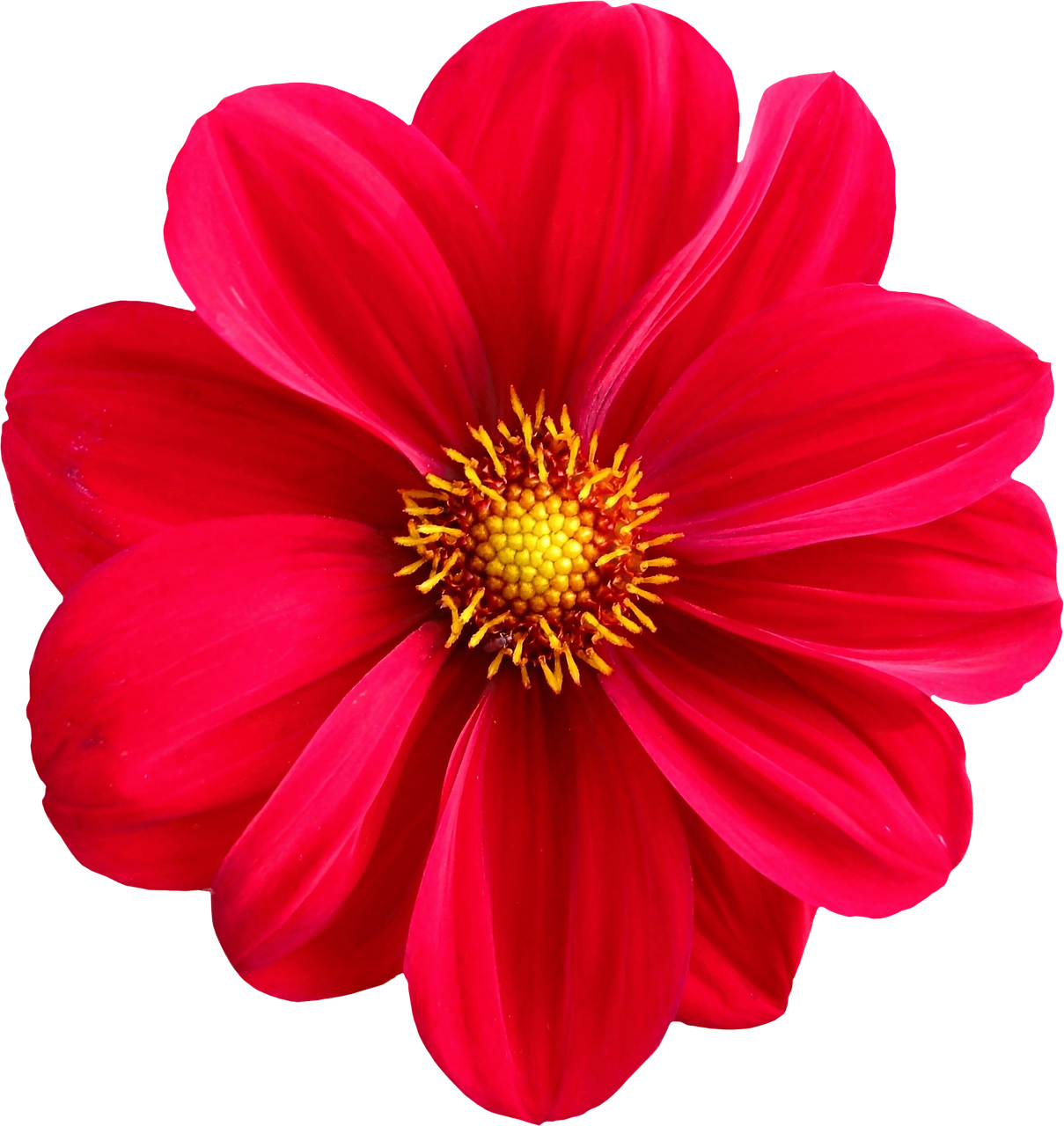 Vibrant Red Dahlia Flower PNG