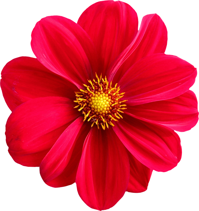 Vibrant Red Dahlia Flower PNG