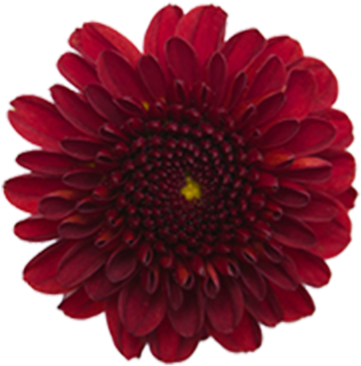 Vibrant Red Dahlia Flower PNG