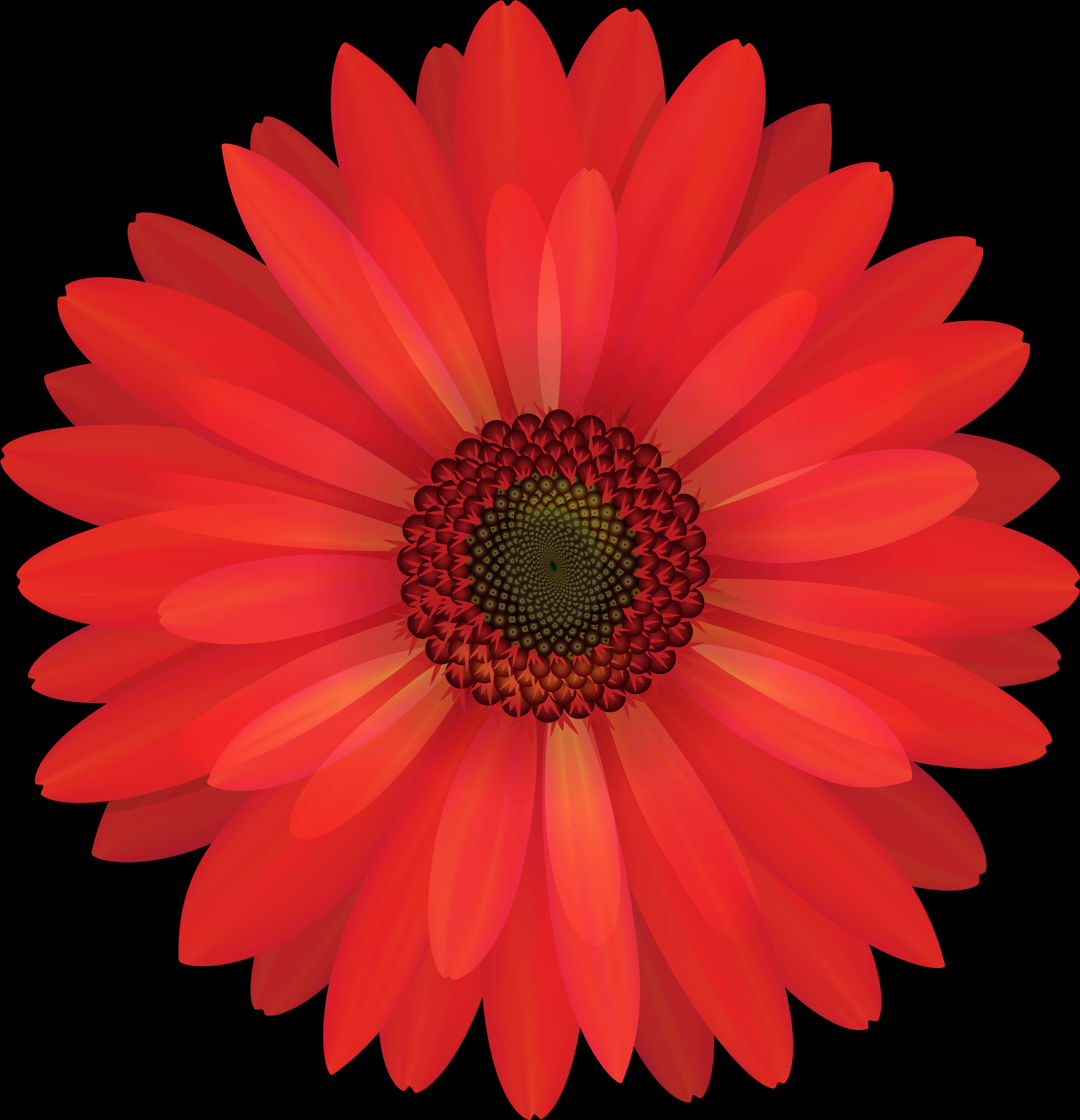 Vibrant Red Daisy Black Background PNG