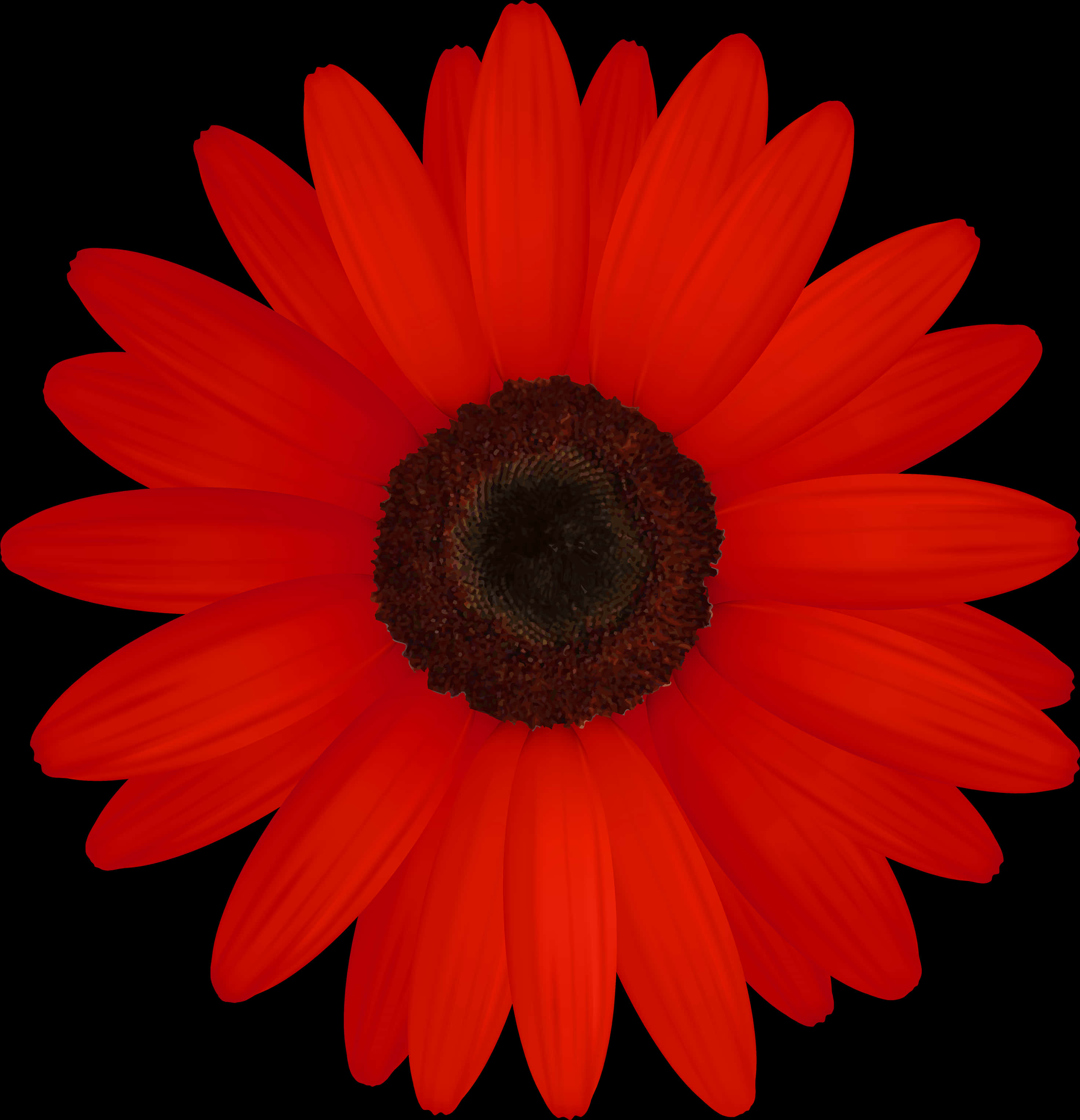 Vibrant Red Daisy Black Background.jpg PNG