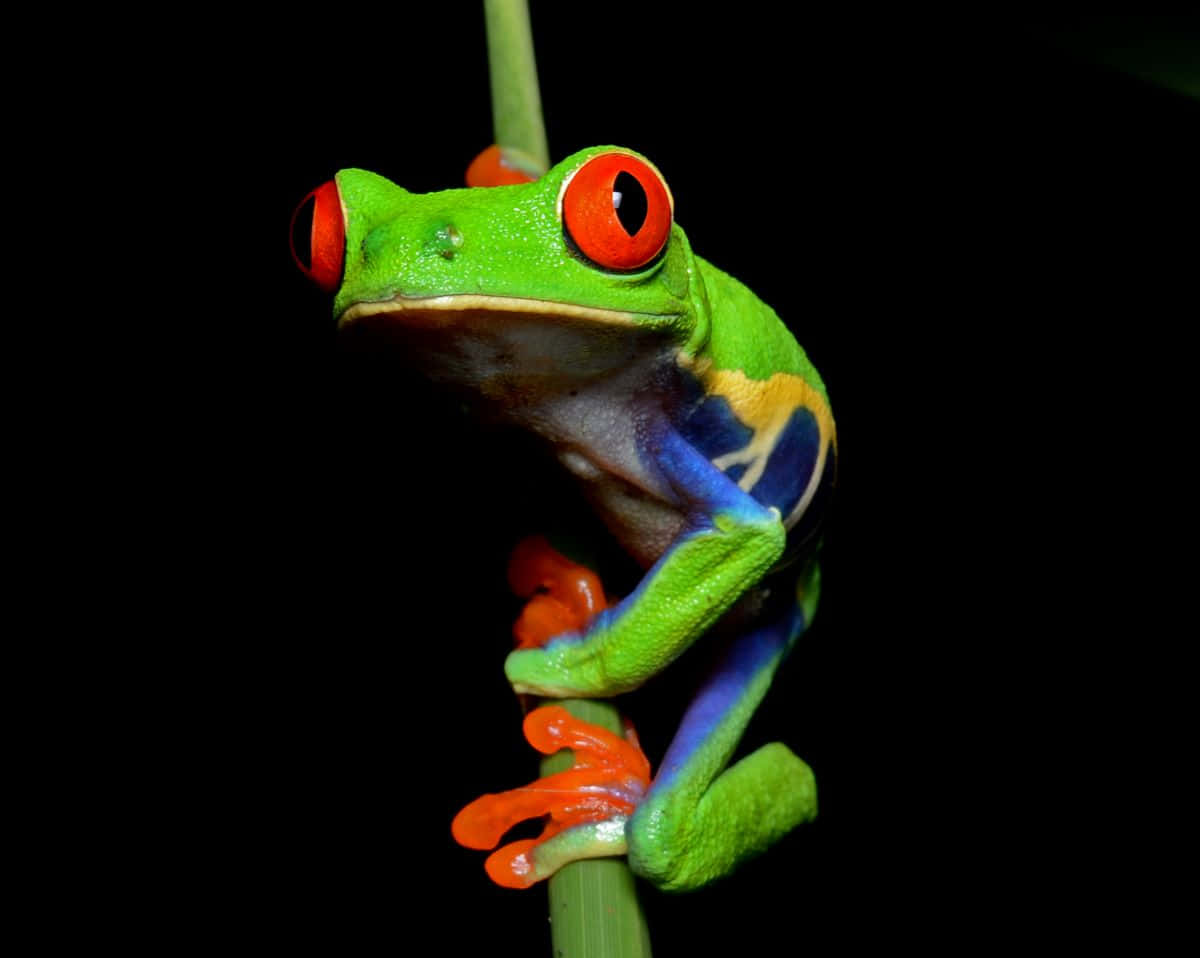 Vibrant Red Eyed Tree Frog Wallpaper
