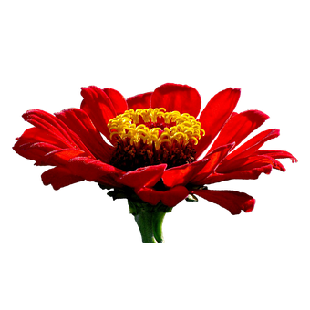 Vibrant_ Red_ Flower_ Black_ Background.jpg PNG