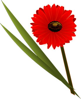 Vibrant Red Flower Black Background PNG