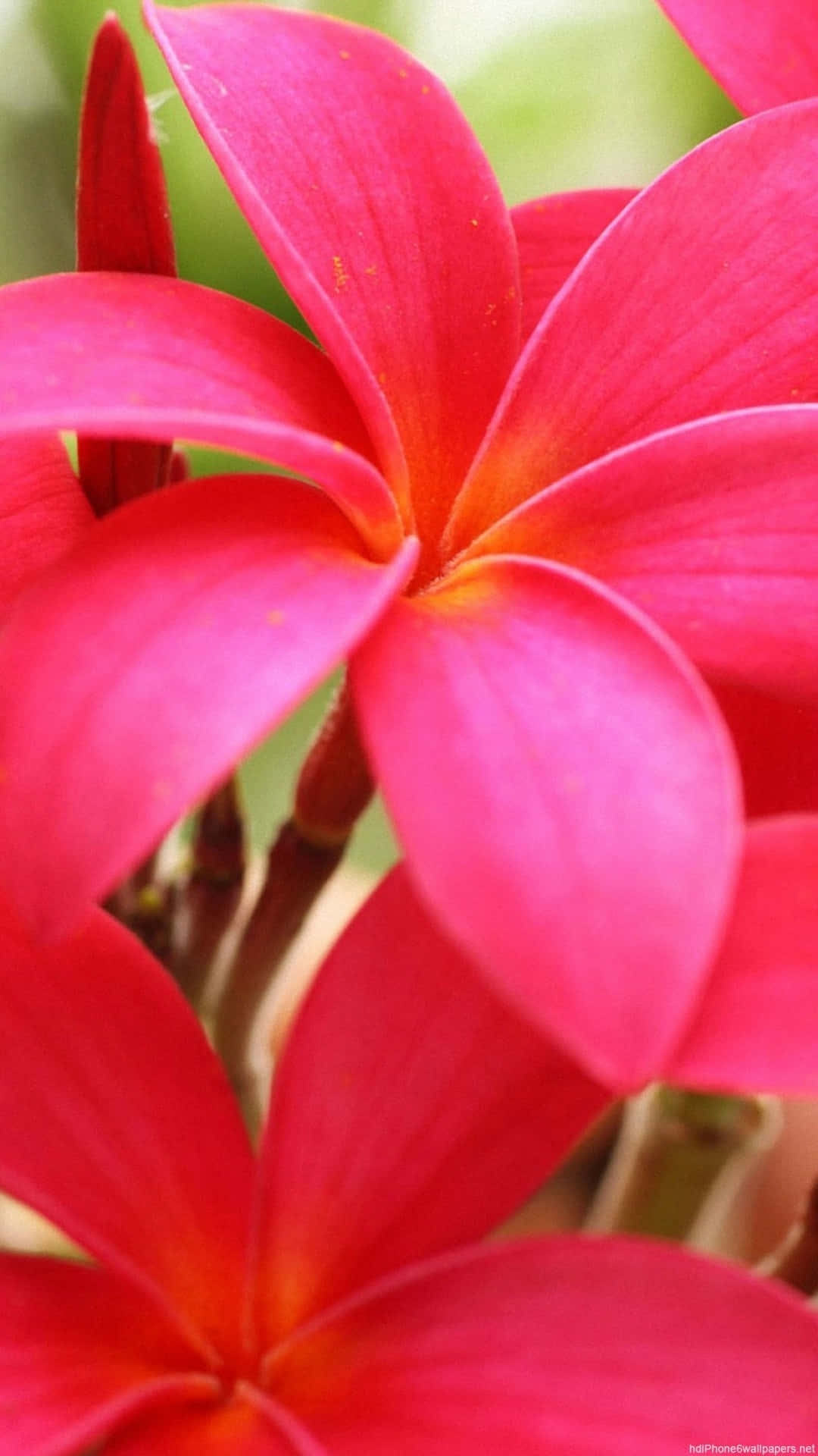 Vibrant_ Red_ Flower_ Closeup.jpg Wallpaper