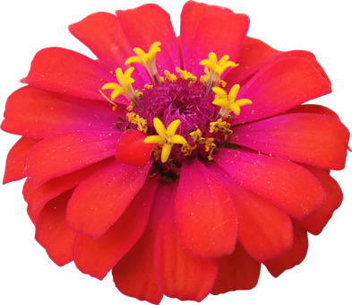 Vibrant_ Red_ Flower_with_ Yellow_ Stamens.jpg PNG