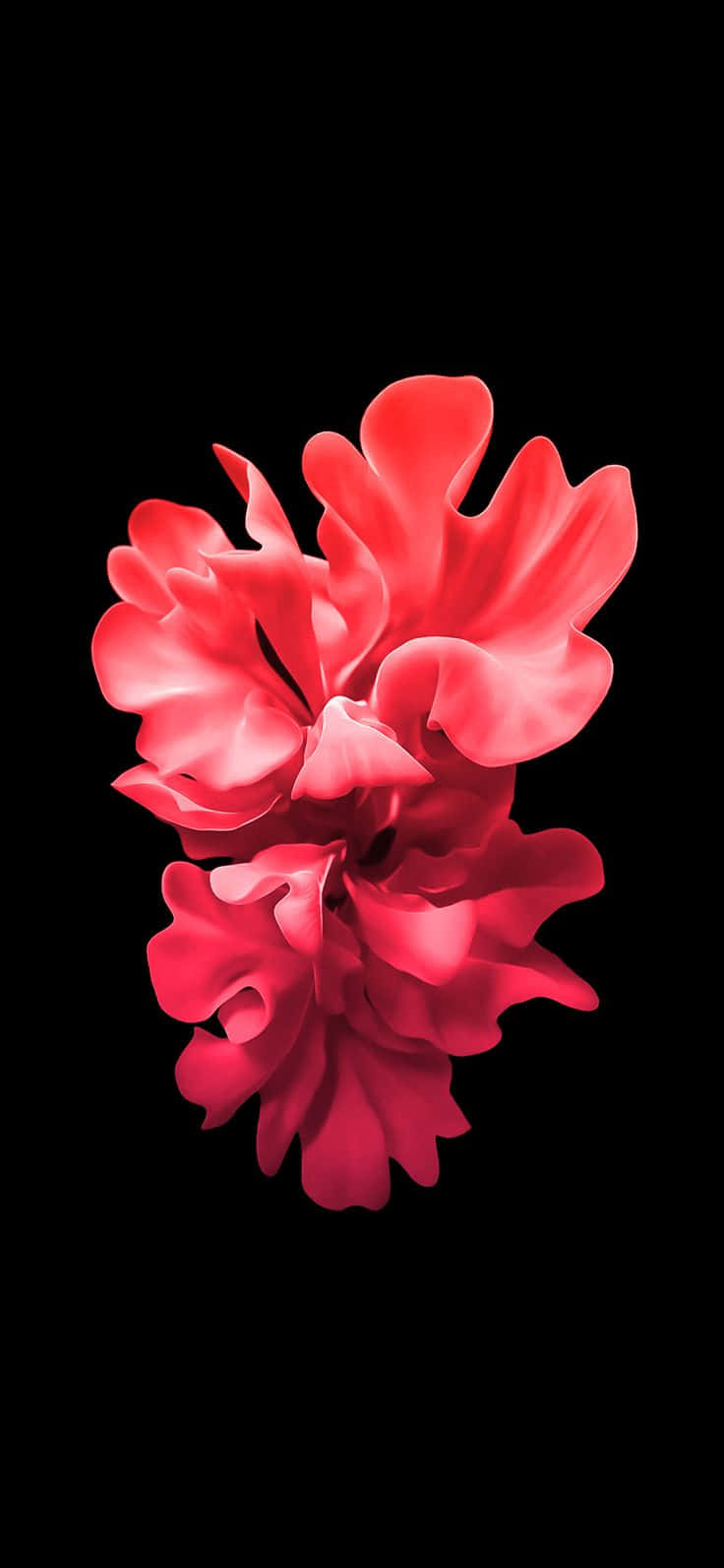 Vibrant Red Floweron Black Background Wallpaper