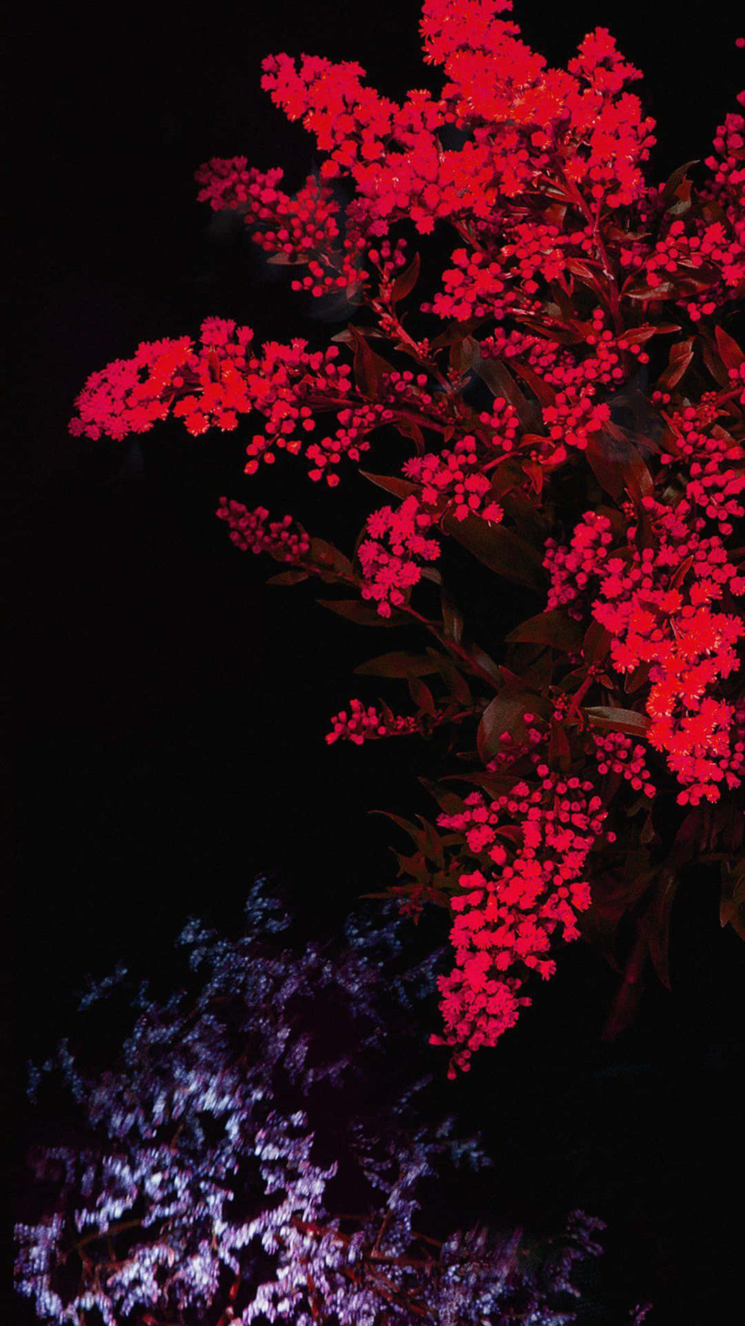 Fleurs Rouges Vibrantes Sur Fond Noir Fond d'écran