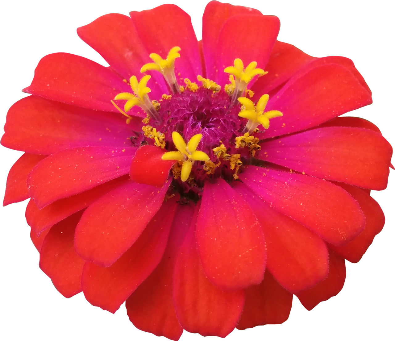Vibrant Red Flowerwith Yellow Stamens PNG