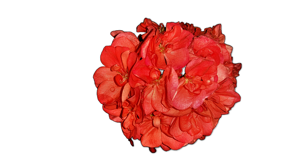 Vibrant Red Geranium Cluster PNG