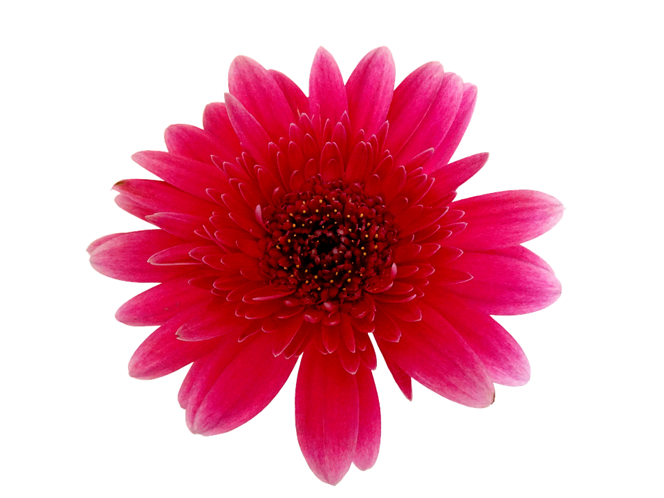 Vibrant Red Gerbera Daisy PNG