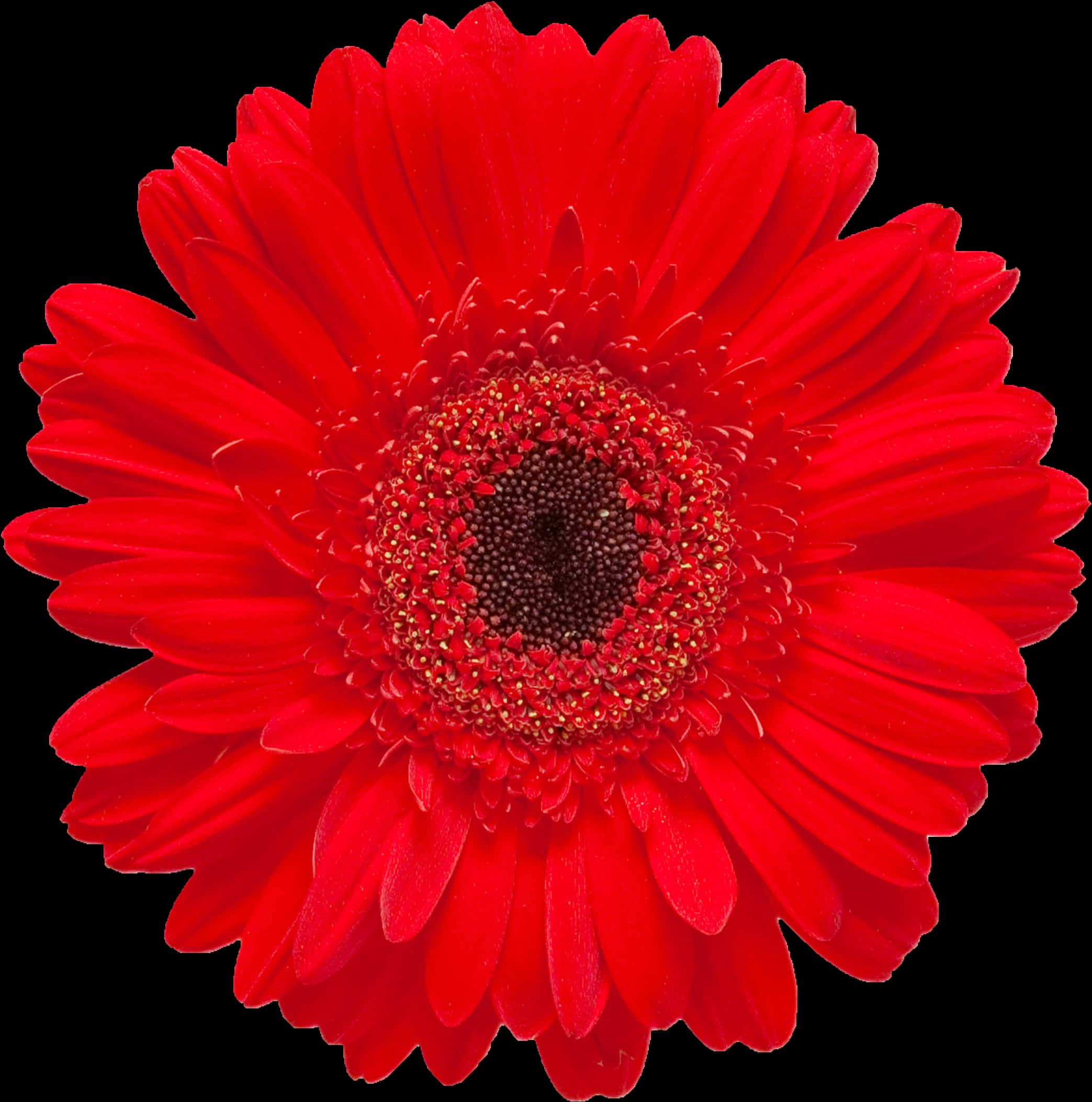 Vibrant Red Gerbera Daisy Black Background PNG