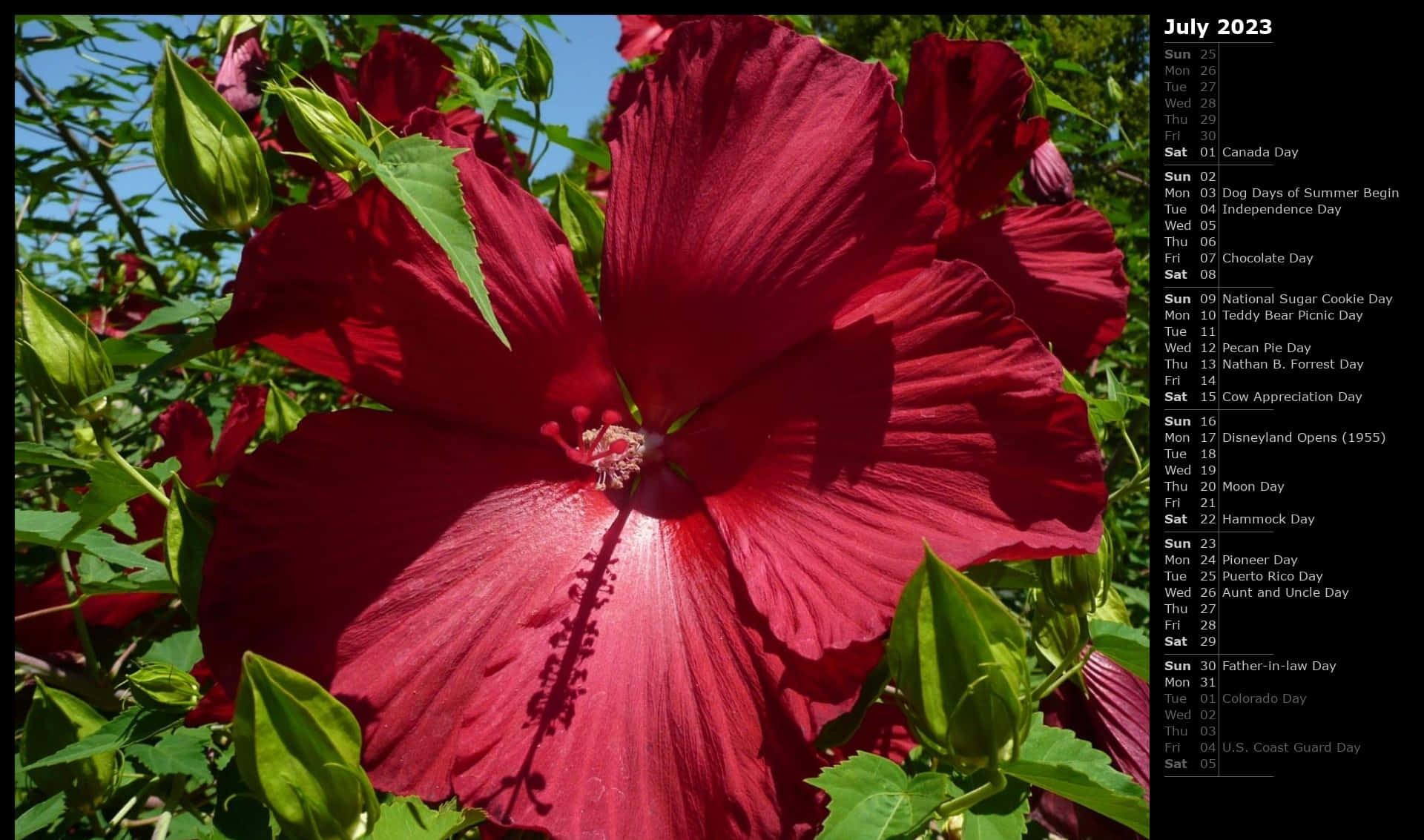 Levendige Rode Hibiscus Bloem Juli Kalender Achtergrond Achtergrond