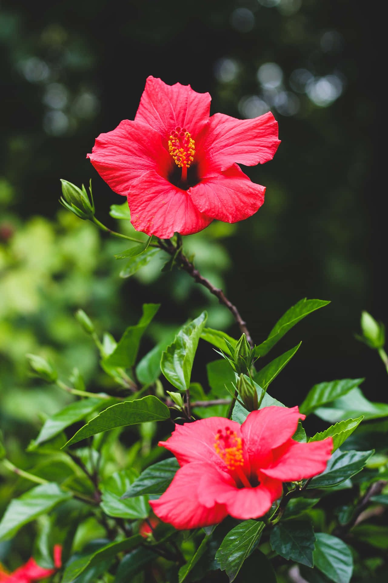 Vibrant Red Hibiscus Blooms Wallpaper