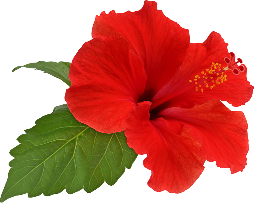 Download Vibrant Red Hibiscus Flower