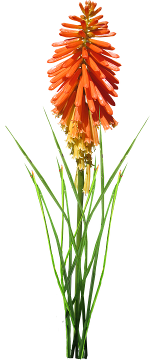 Vibrant Red Hot Poker Flower PNG