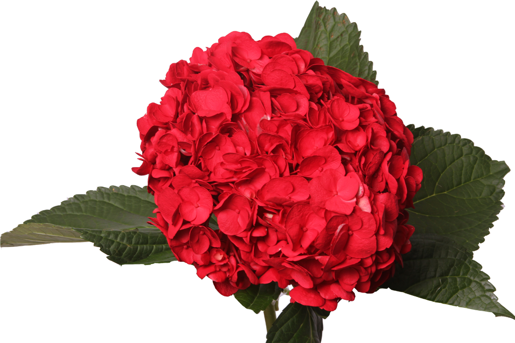 Vibrant Red Hydrangea Bloom PNG