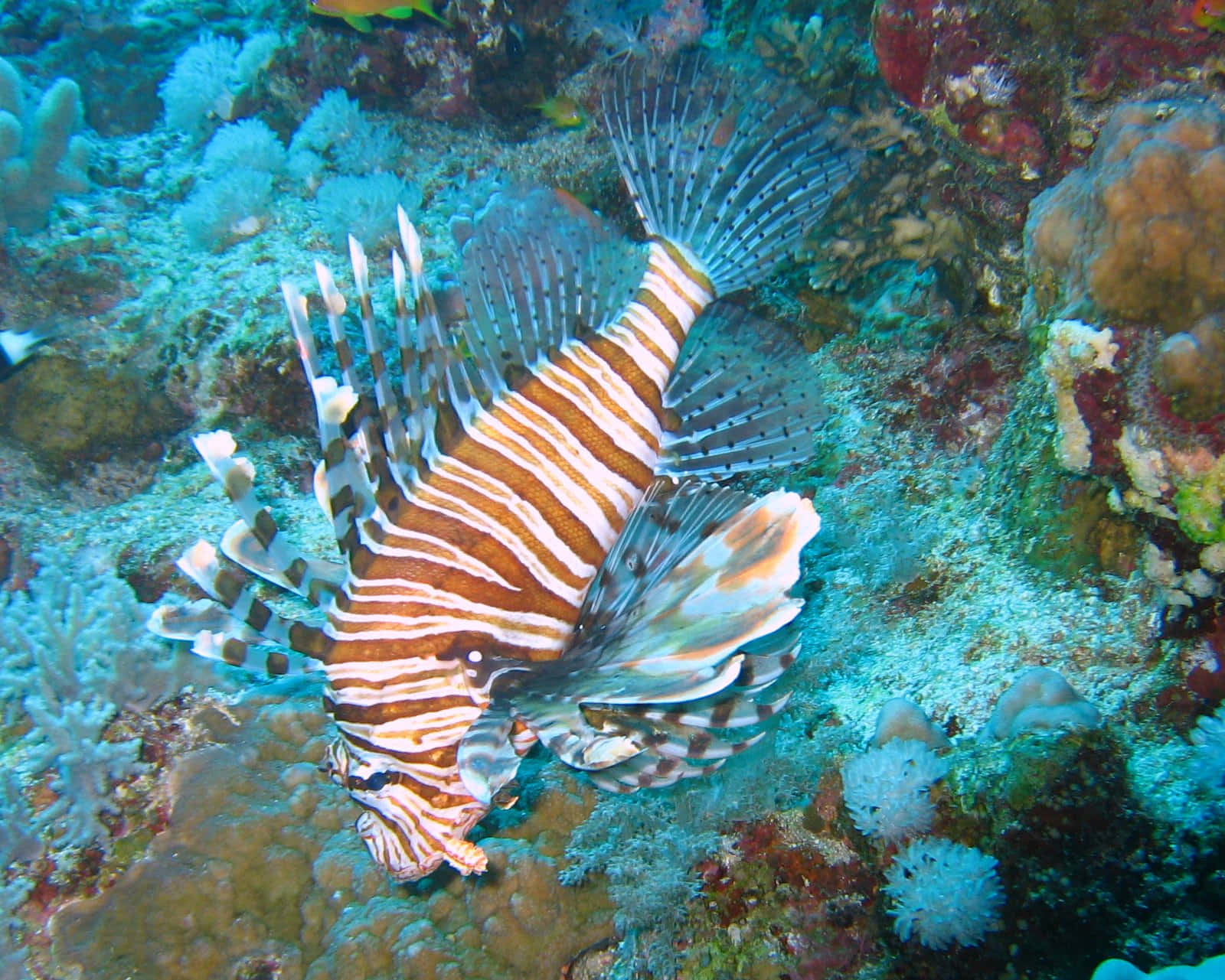 Vibrant Red Lionfish Coral Reef Wallpaper