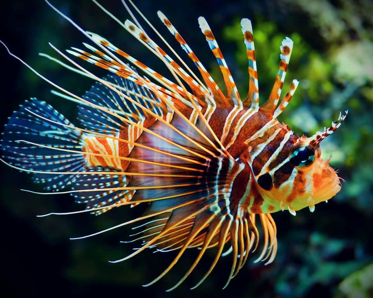 Vibrant Red Lionfish Underwater Wallpaper