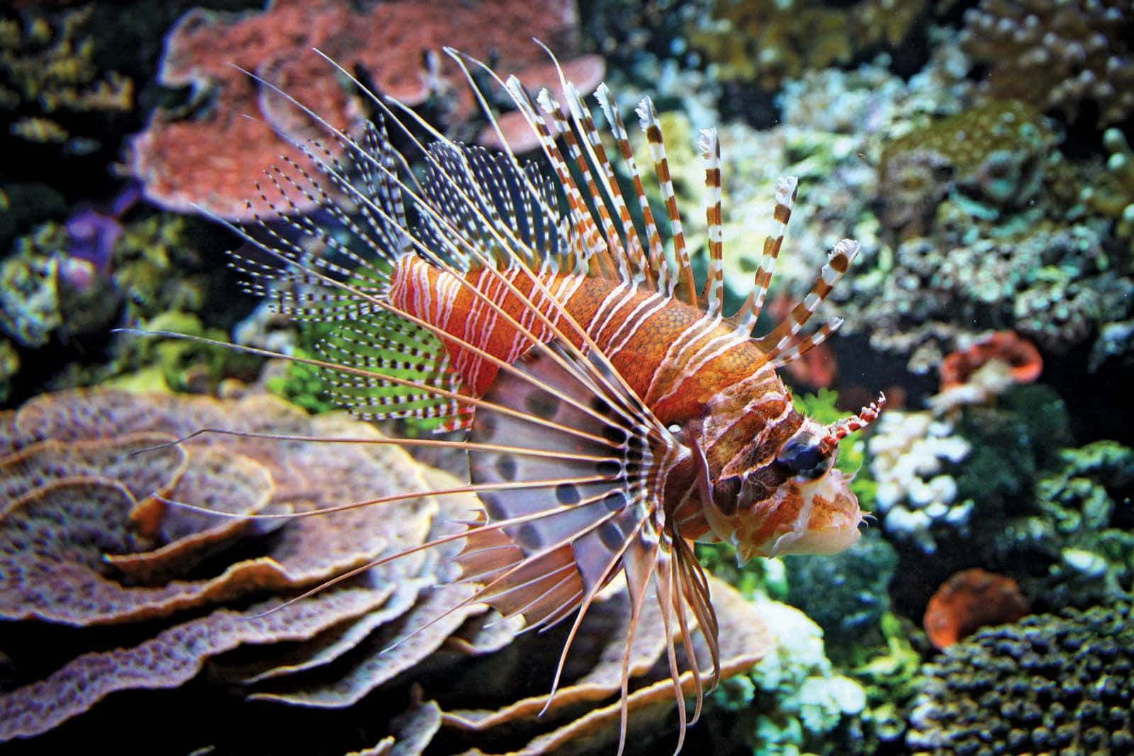Vibrant Red Lionfishin Coral Reef.jpg Wallpaper