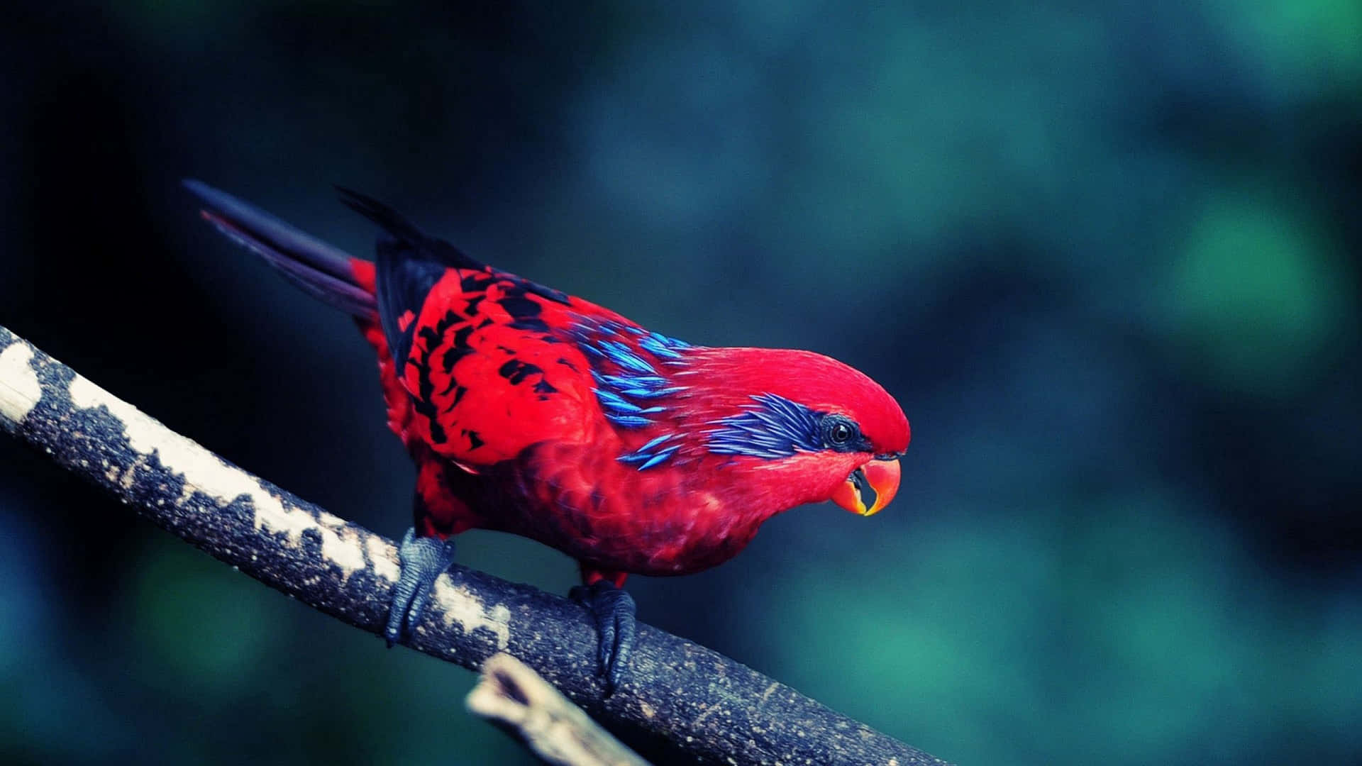 Vibrant Red Lory Bird On Branch.jpg Wallpaper