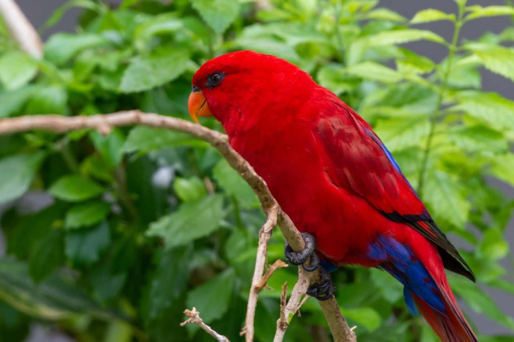 Vibrant Red Lory Bird Perched Wallpaper