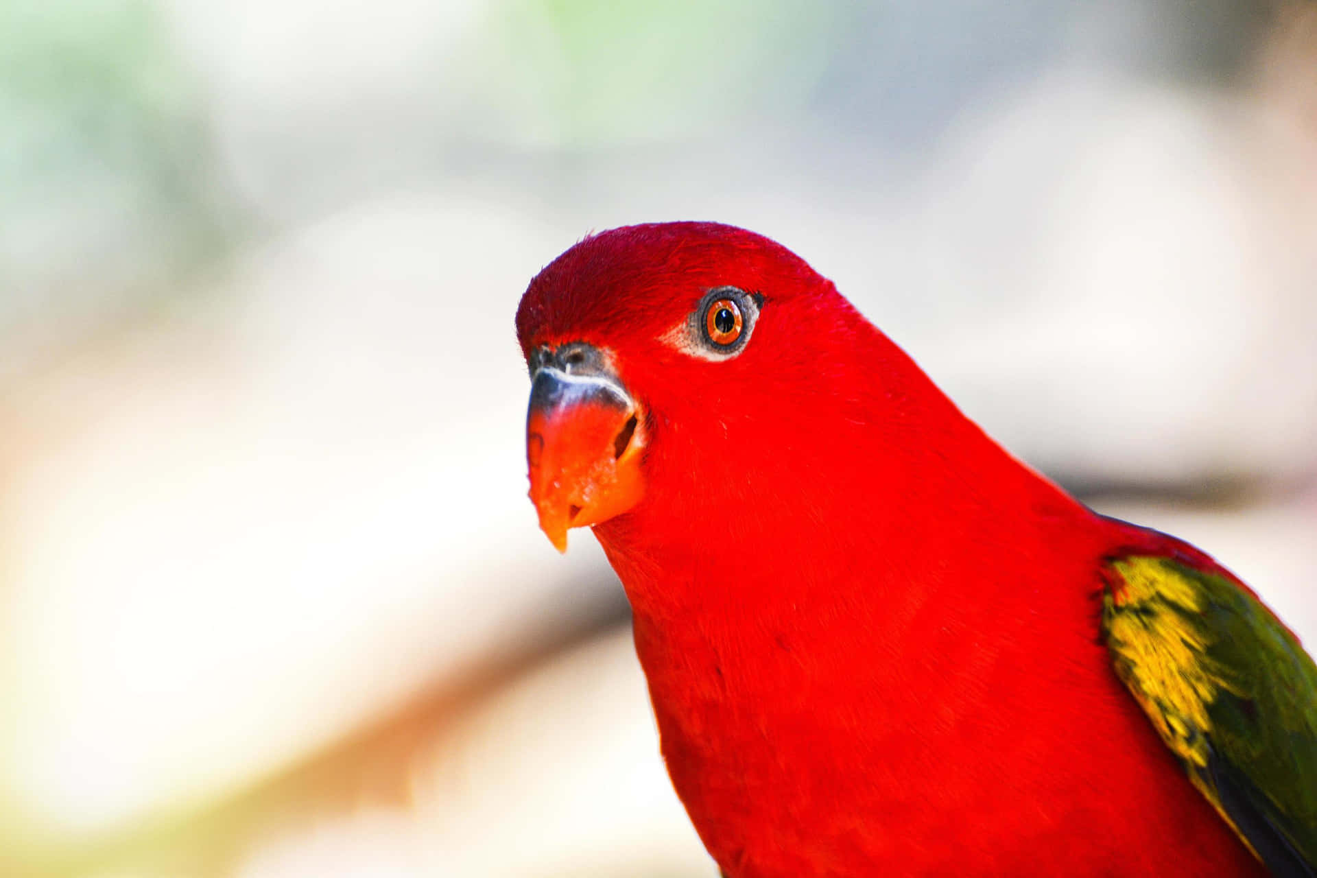Vibrant Red Lory Bird Portrait Wallpaper