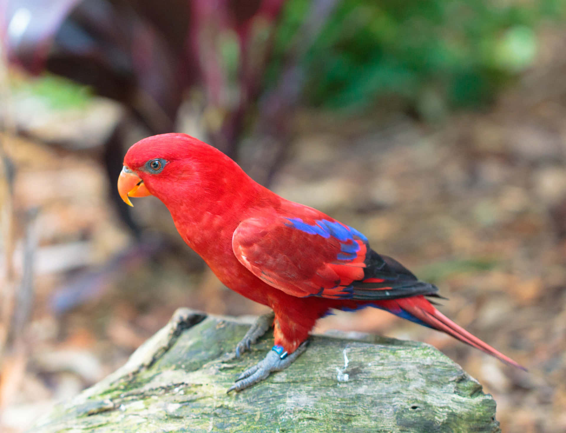 Vibrant Red Lory Bird Wallpaper