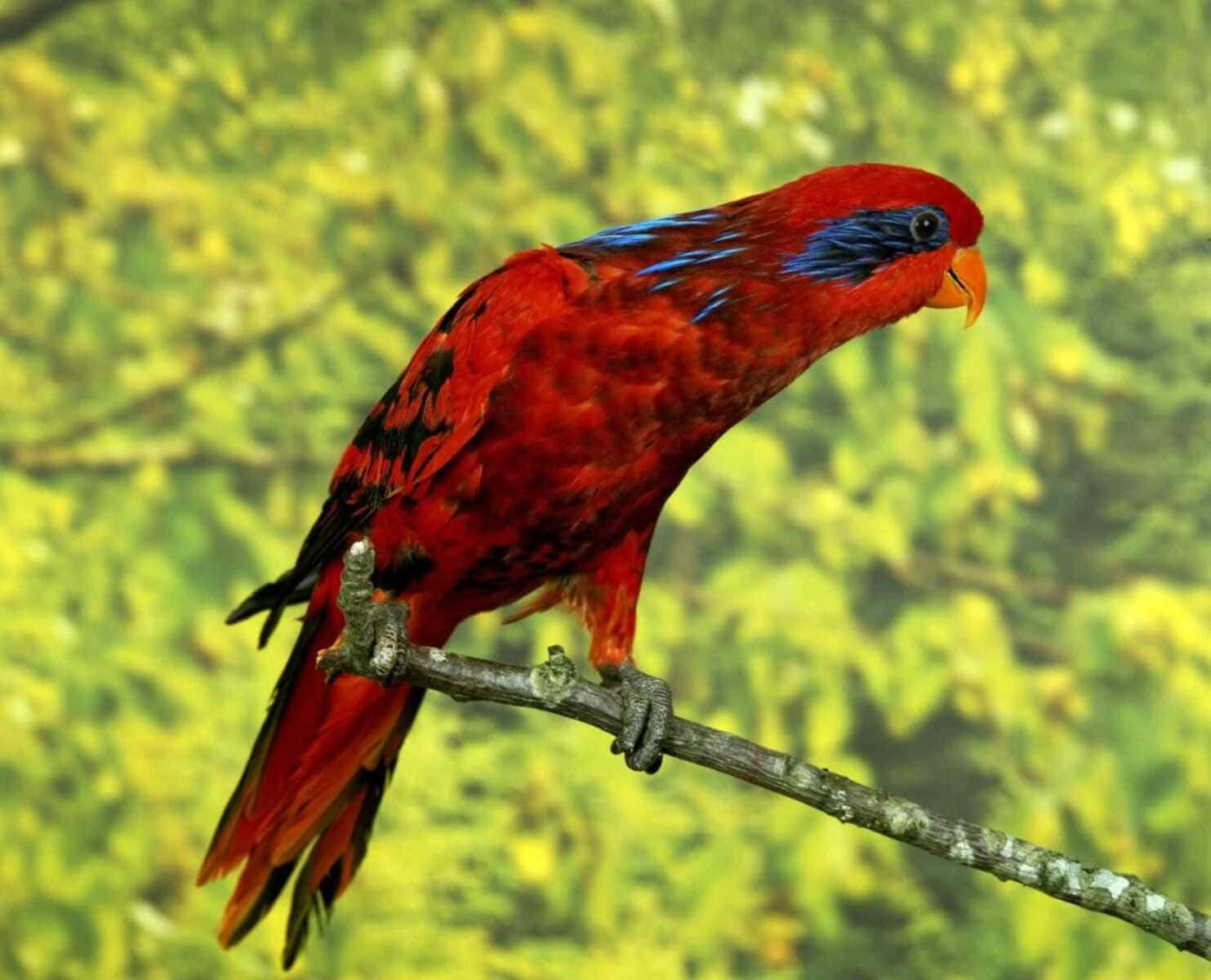 Vibrant Red Lory Birdon Branch Wallpaper