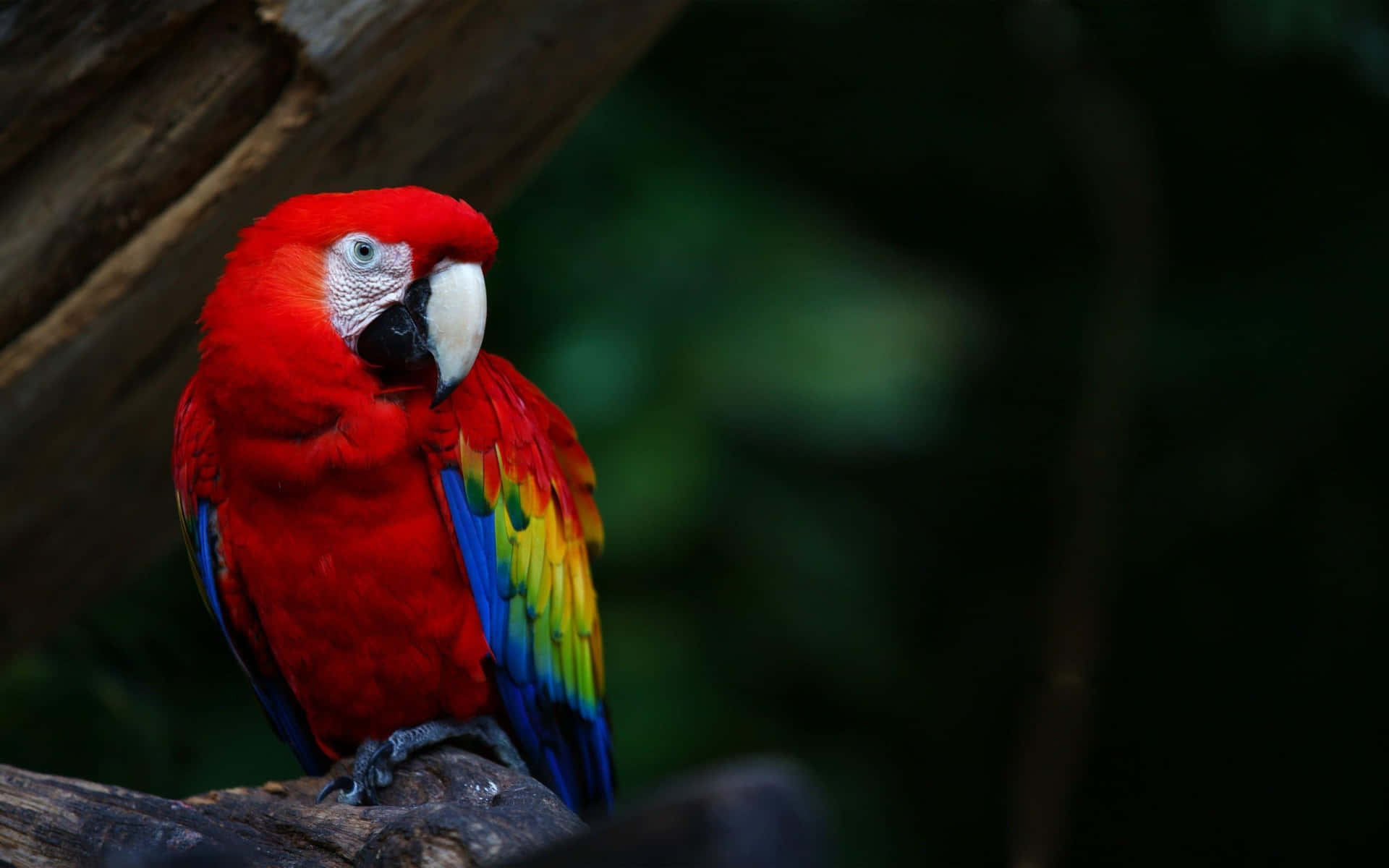 Vibrant Red Macaw Perched Wallpaper
