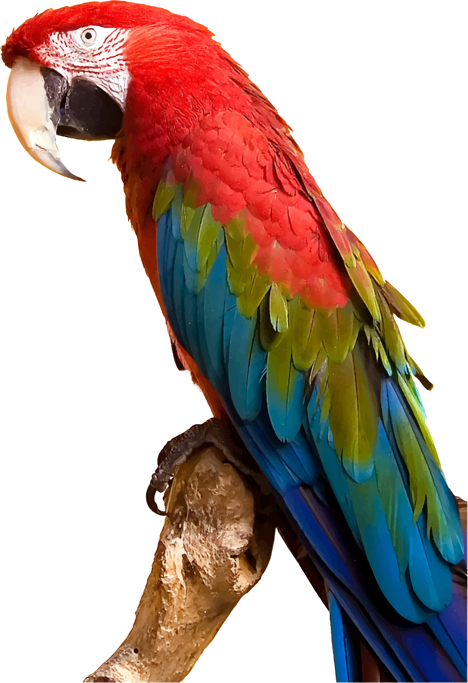 Vibrant Red Macaw Perched PNG