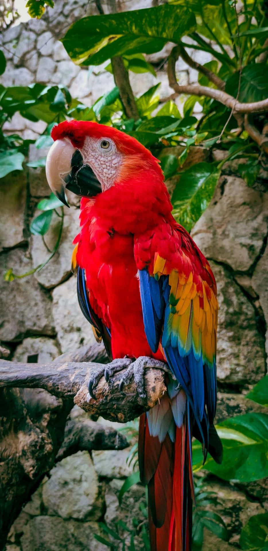 Vibrant_ Red_ Macaw_ Perched.jpg Wallpaper