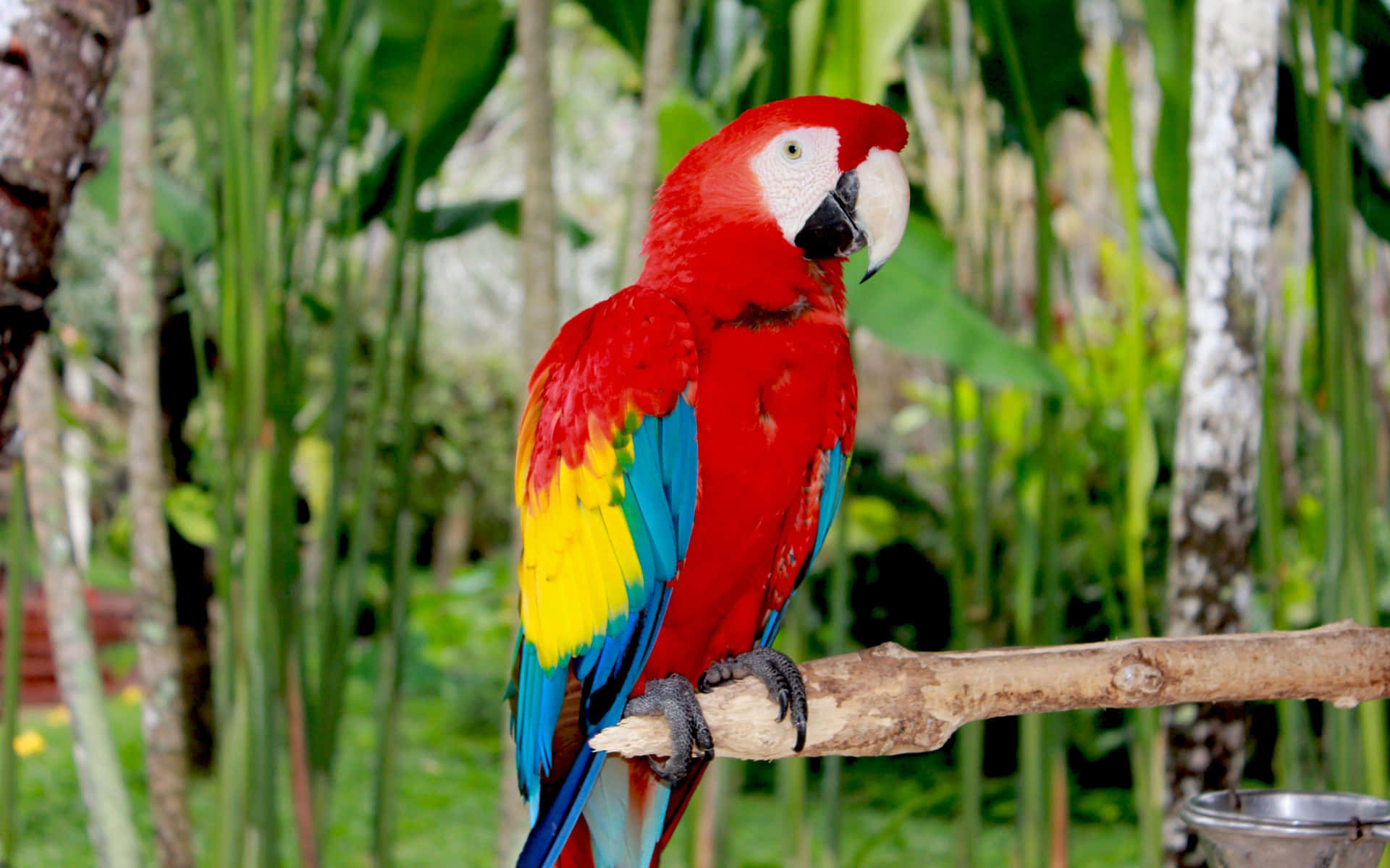 Vibrant Red Macaw Perched Wallpaper