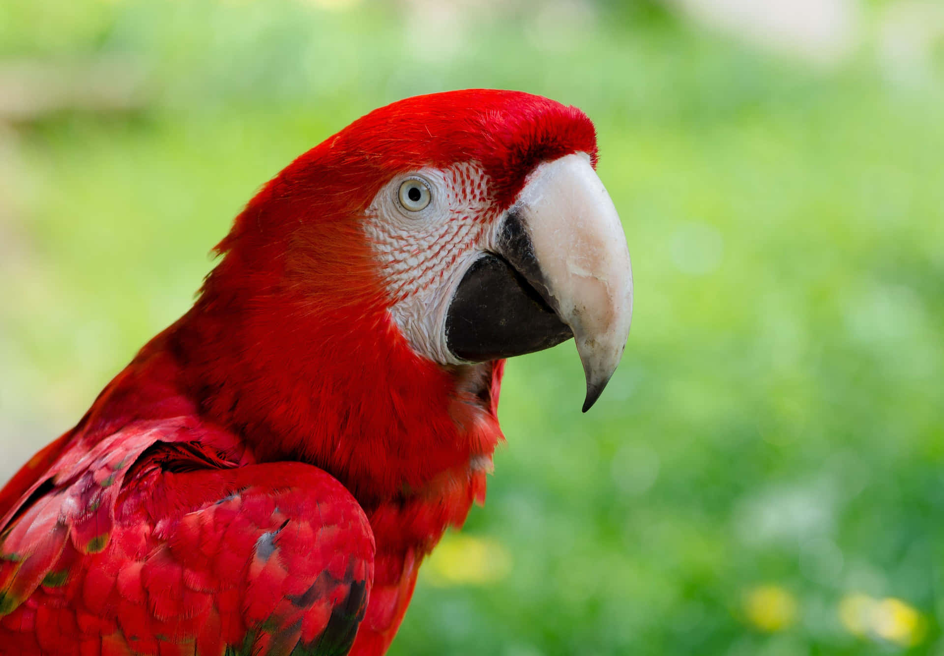 Vibrant_ Red_ Macaw_ Portrait.jpg Wallpaper