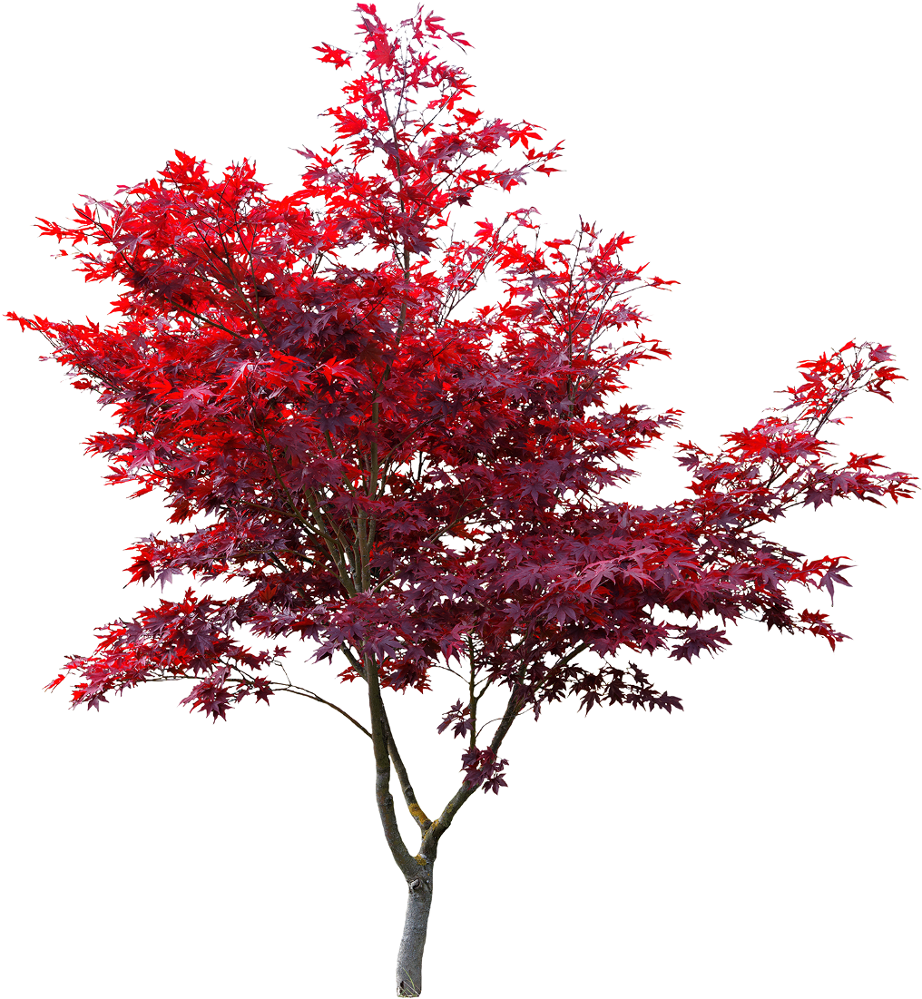 Vibrant Red Maple Tree PNG