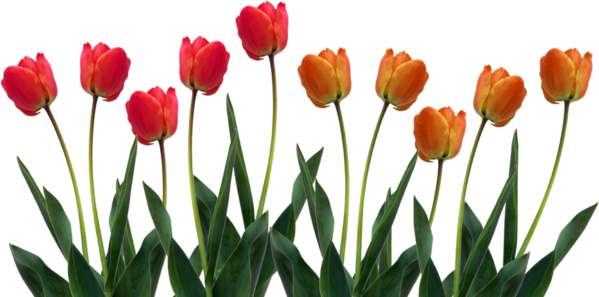 Vibrant Red Orange Tulips Row.png PNG