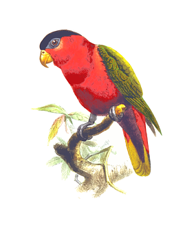Vibrant Red Parrot Illustration PNG