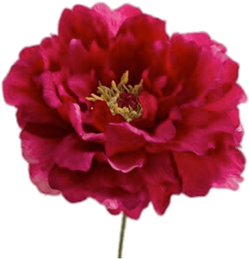 Vibrant Red Peony Flower PNG